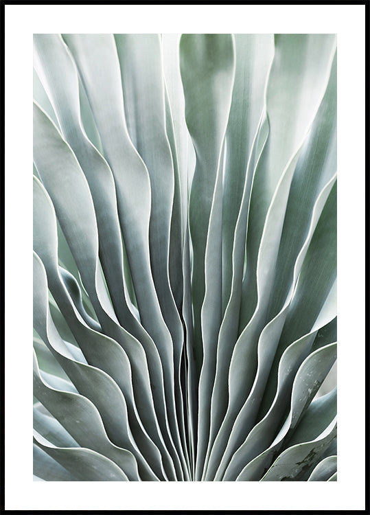 Nature's Grace Plakat