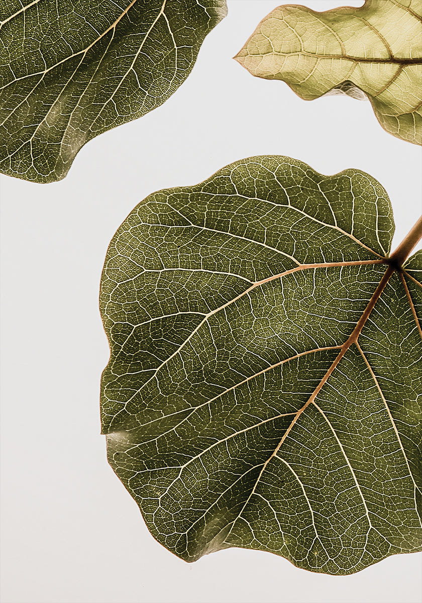 Leaf Vein Tapestry Plakat