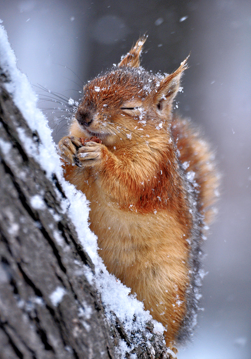 winter  Poster