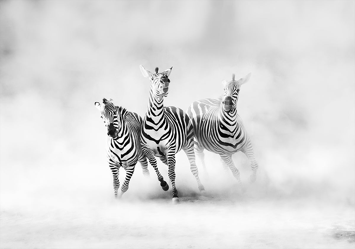 ZEBRAS Plakat