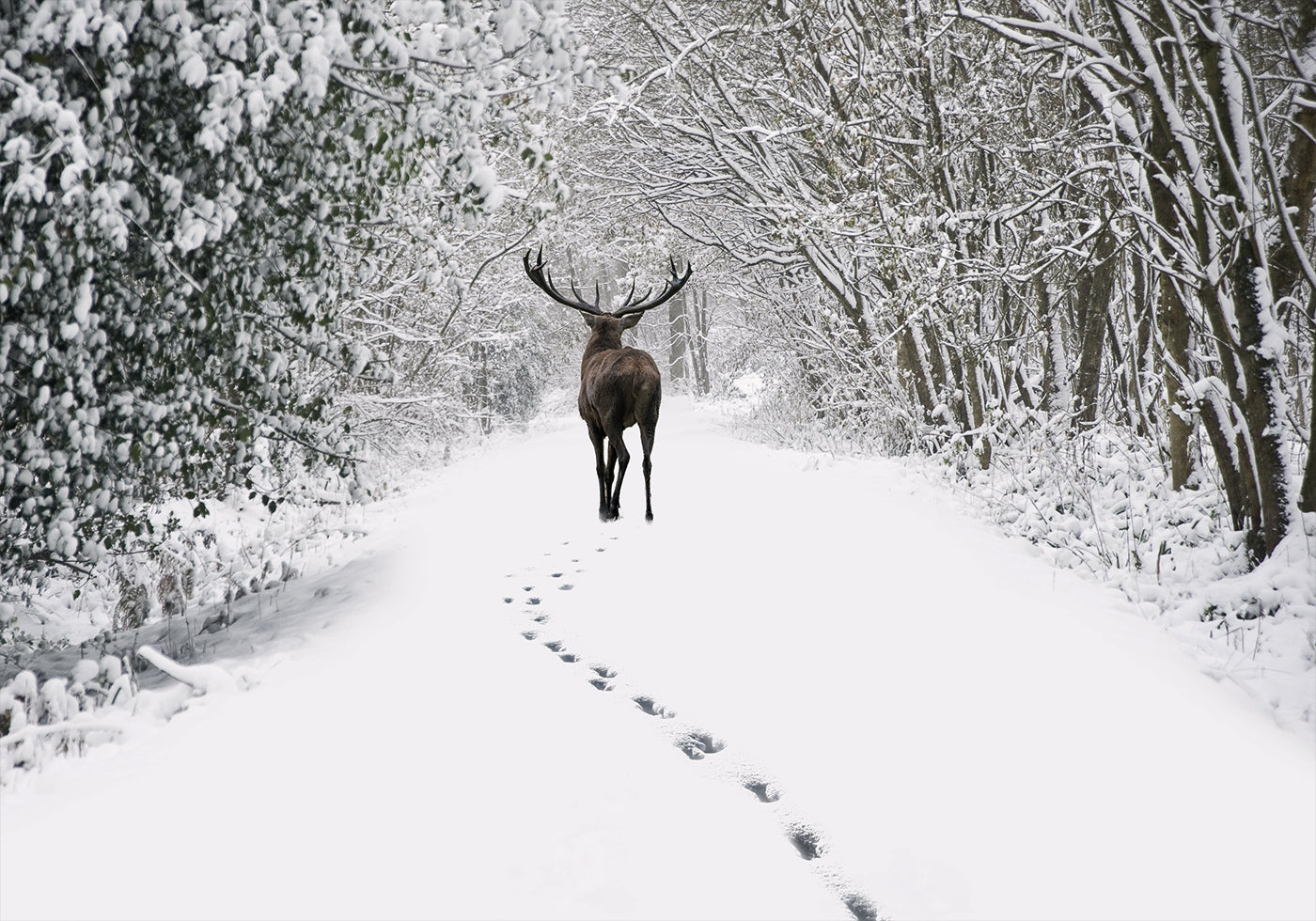 a deer walking down a snow covered road