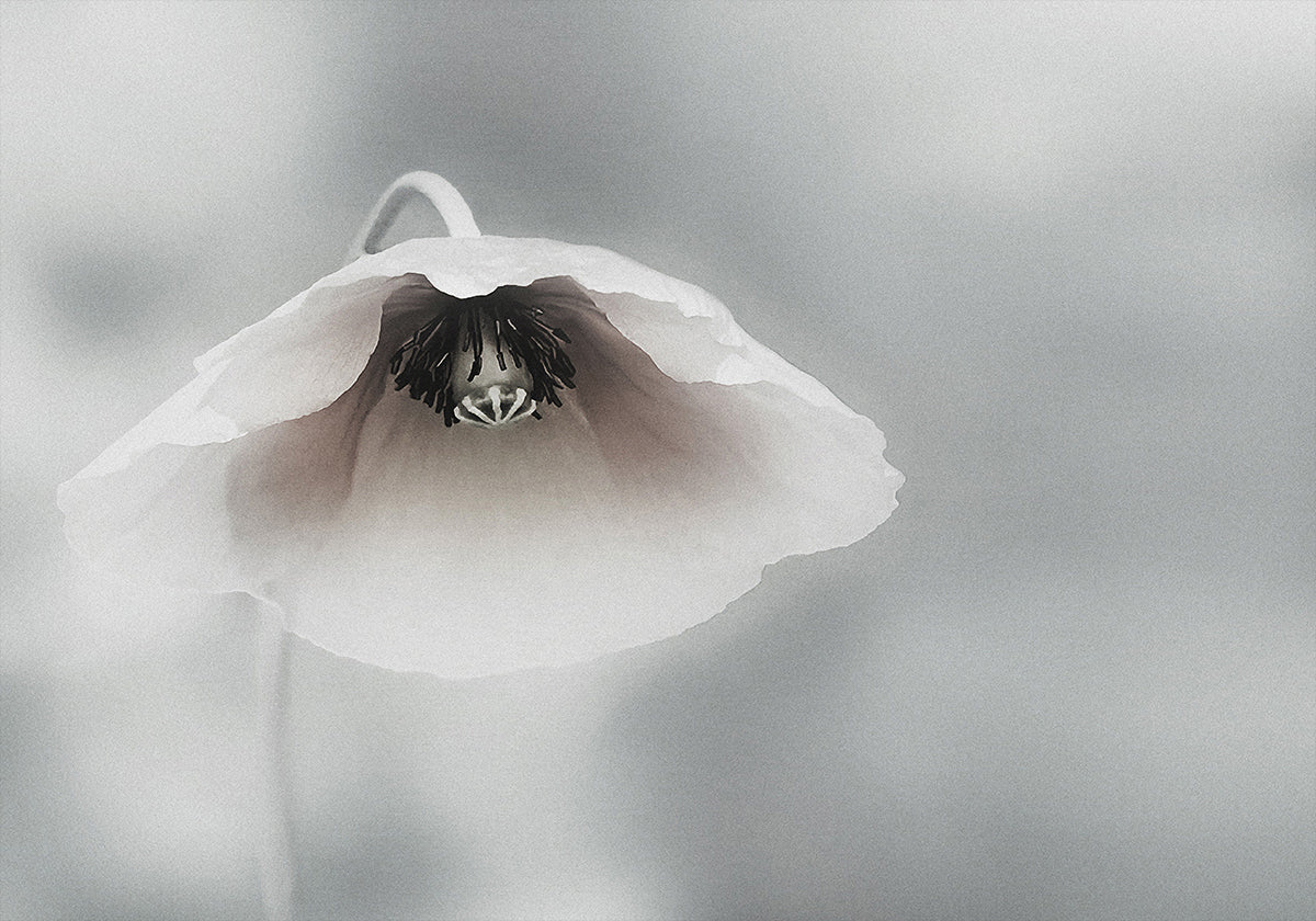 Ephemeral Beauty