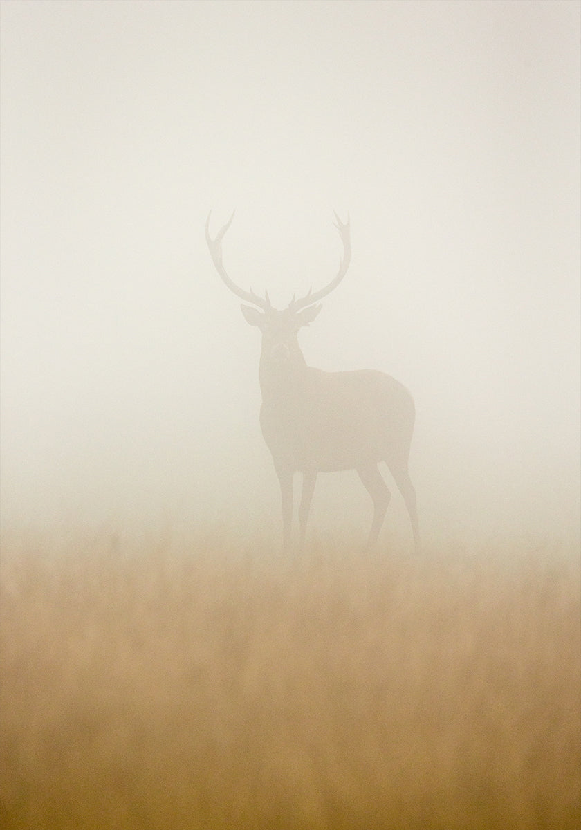 Ghost Stag Poster