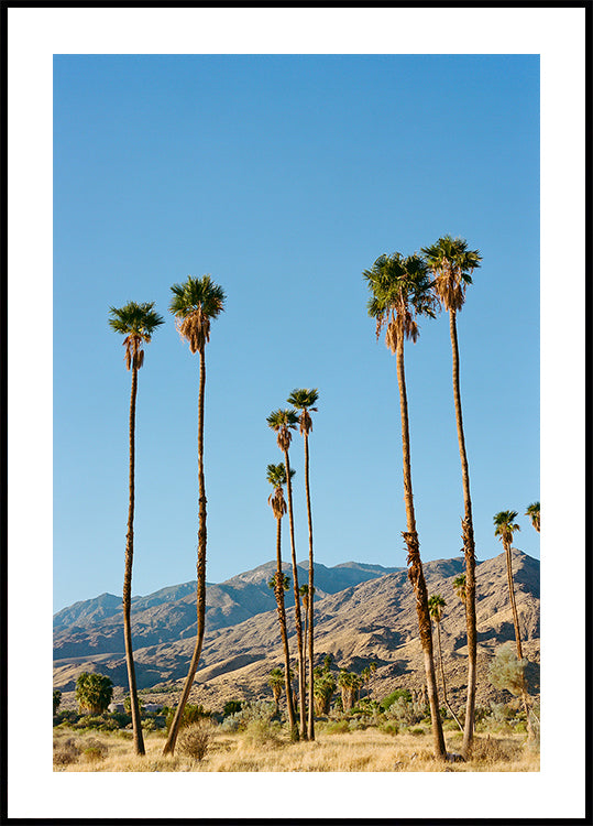 Palm Springs Morning on Film Plakat