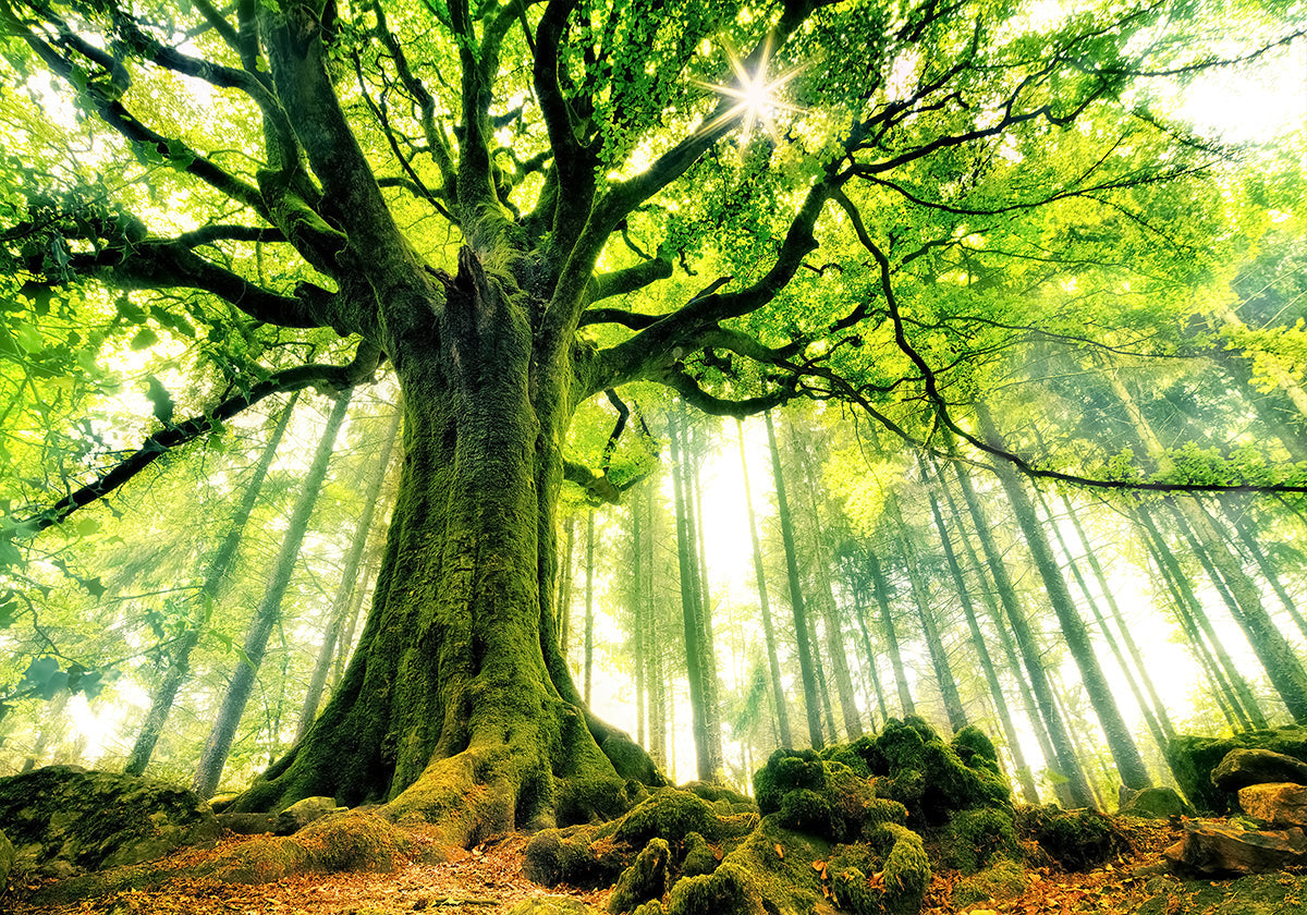Ponthus & Beech Plakat