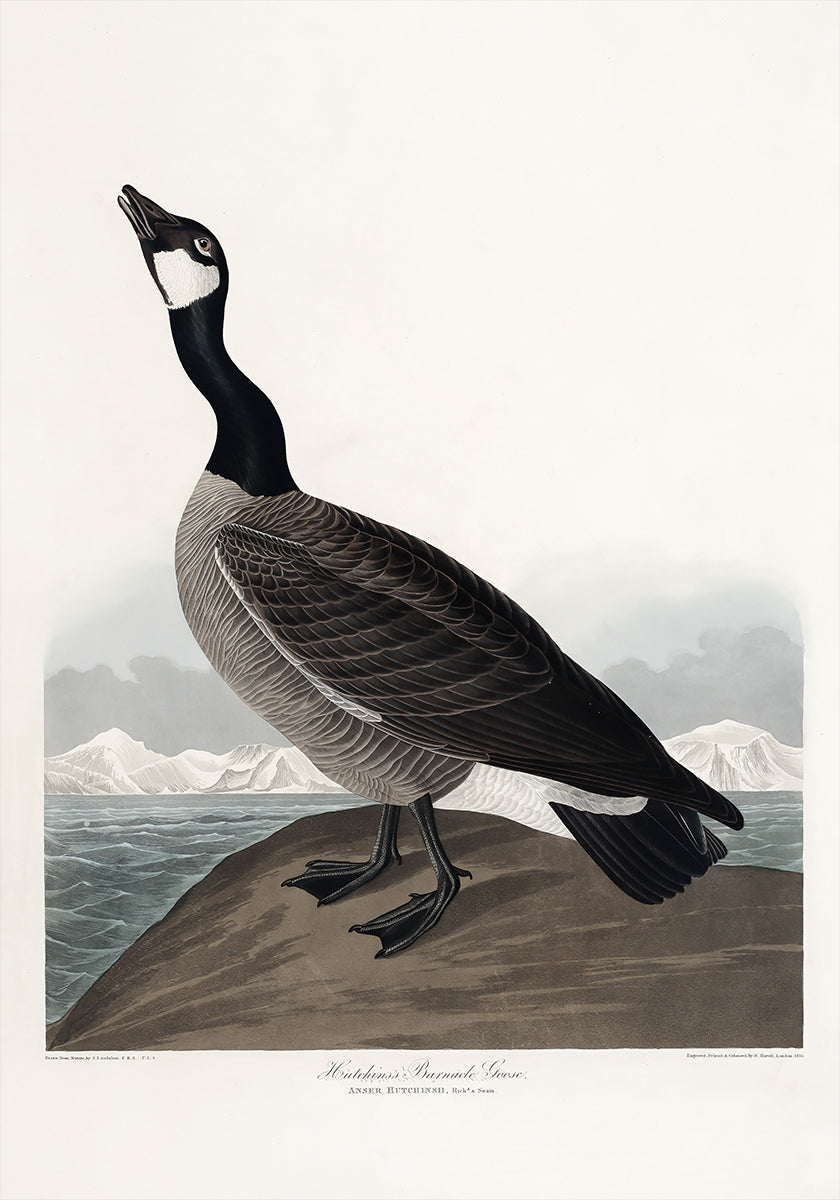 Hutchins's Barnacle Goose From Birds of America (1827) Plakat