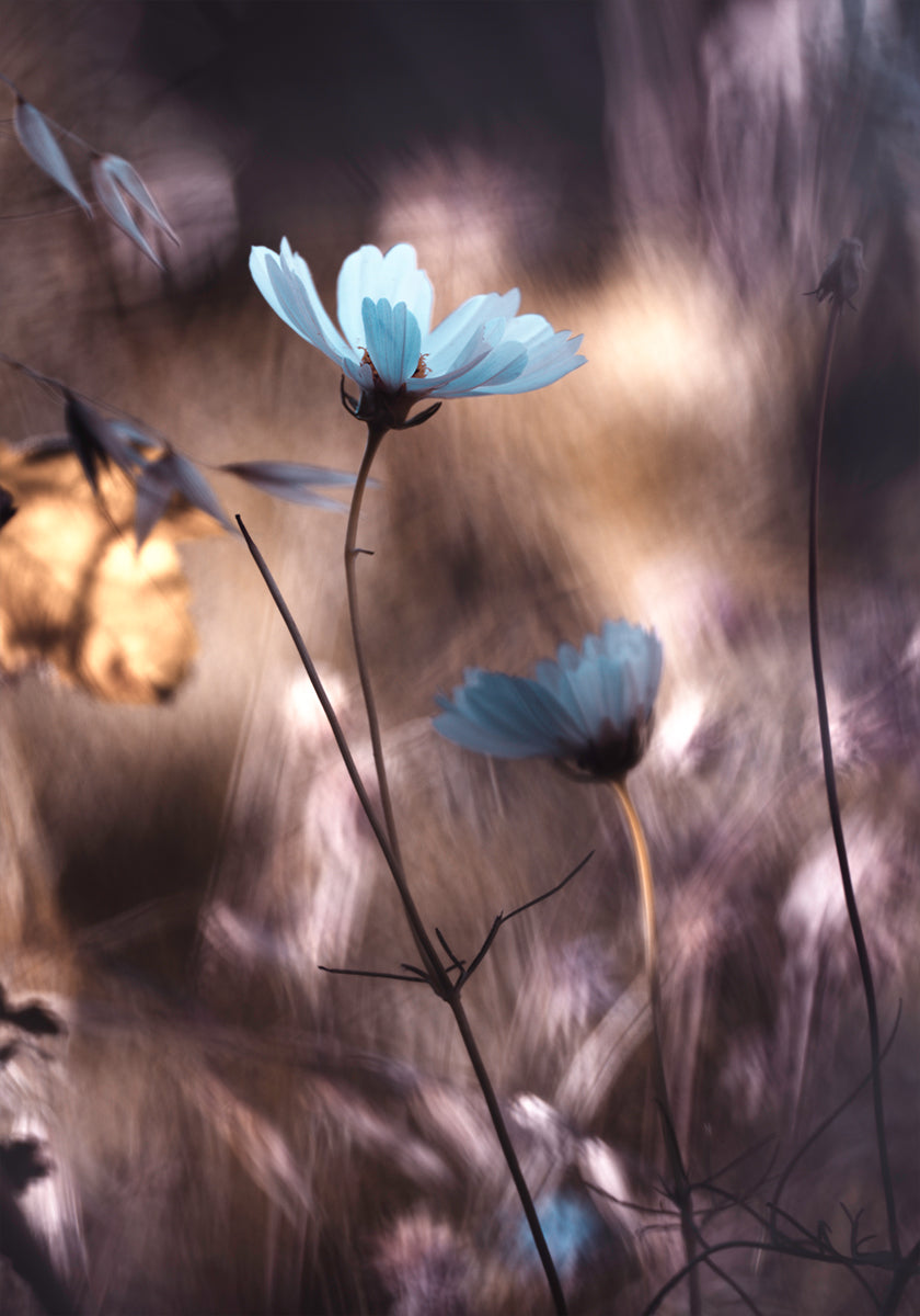 Lueur d'Automne Plakat