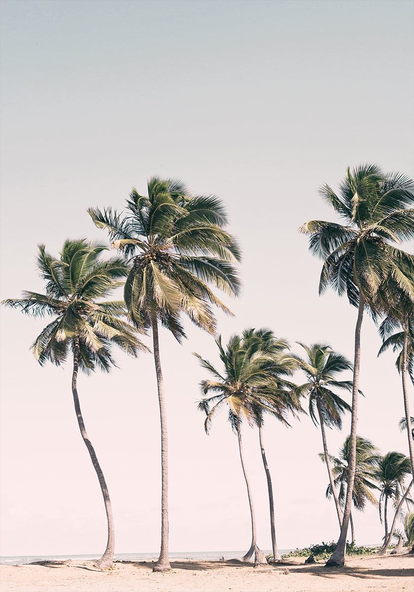 Blush Tropical Trees Plakat