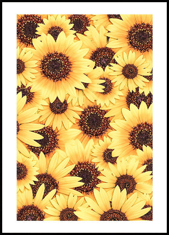 Wild Sunflower Blossom Plakat - Posterbox.no