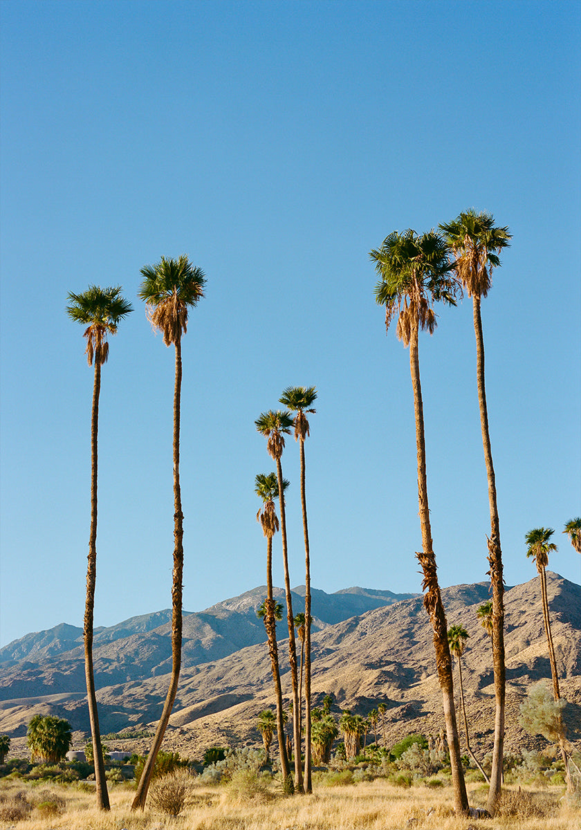 Palm Springs Morning on Film Plakat