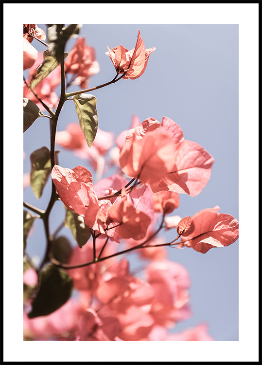 Blossoms in Breeze Plakat