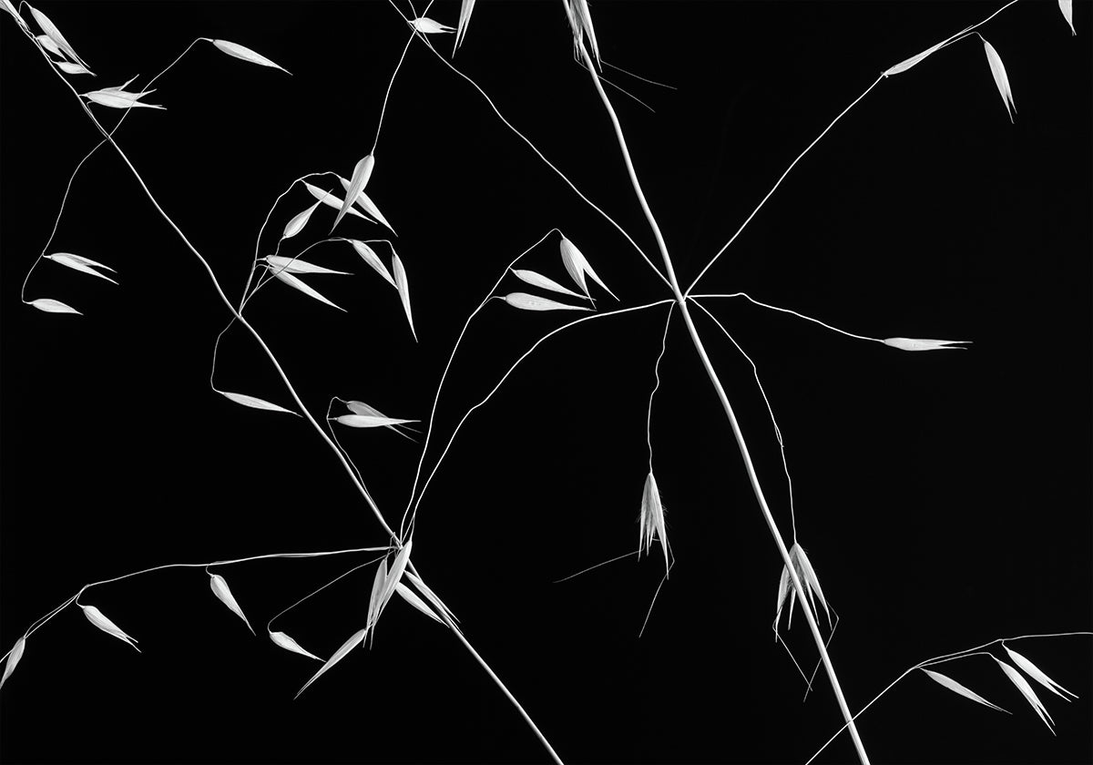 Crossed Lines Plakat