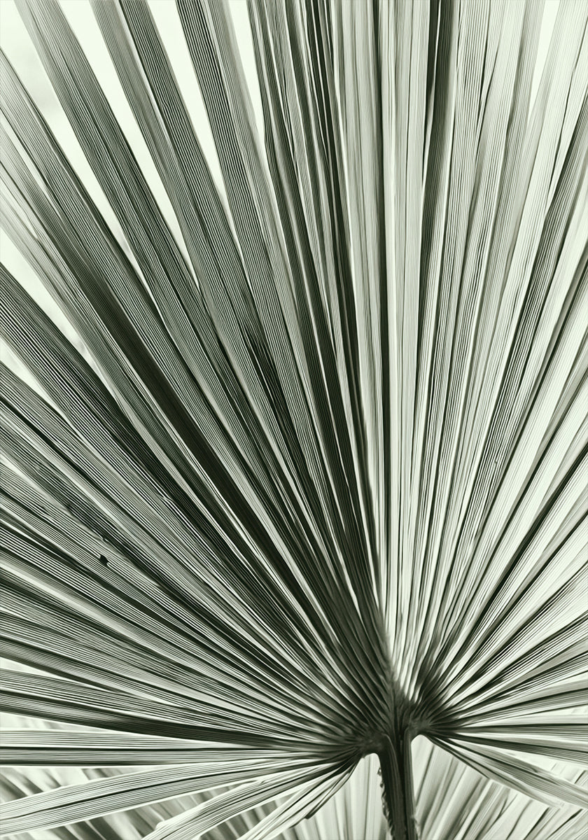 Palm Leaf Plakat