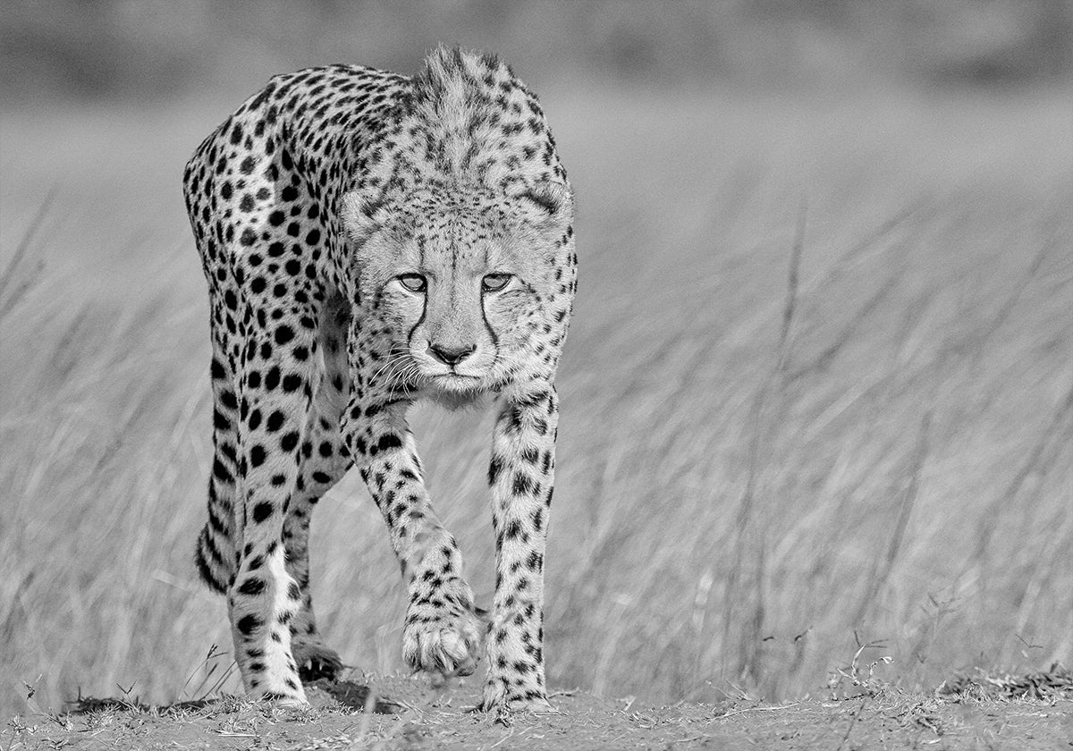 Focused predator Plakat