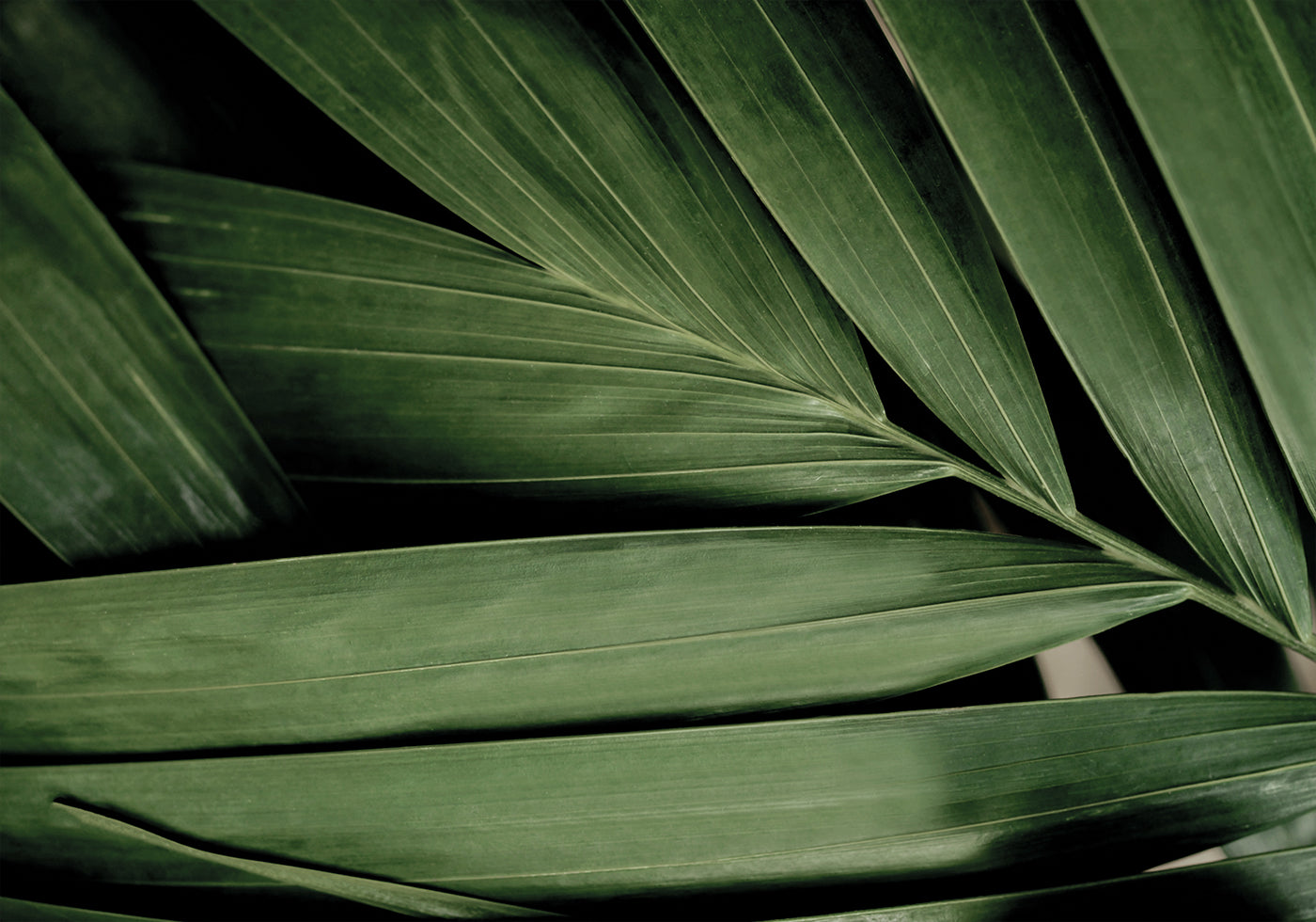 a close up of a large green leaf