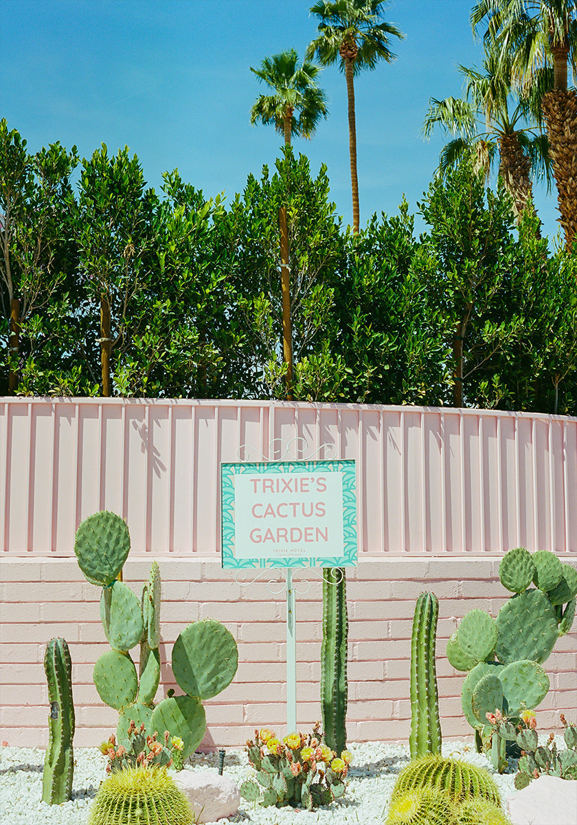 Pink Palm Springs IV Plakat