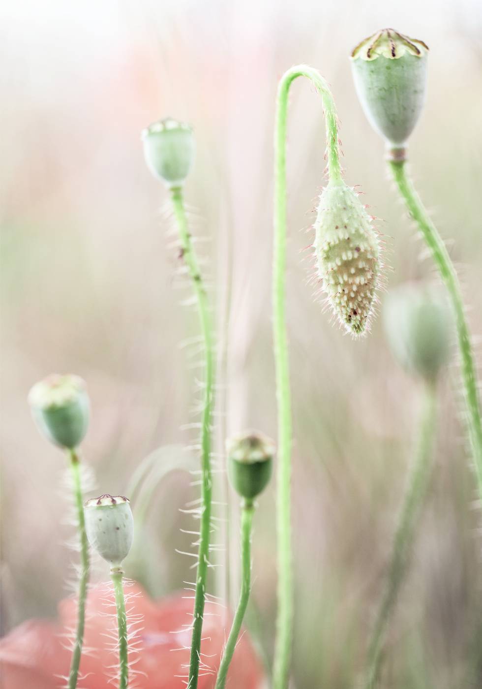 Poppy Seed Pods Plakat - Posterbox.no