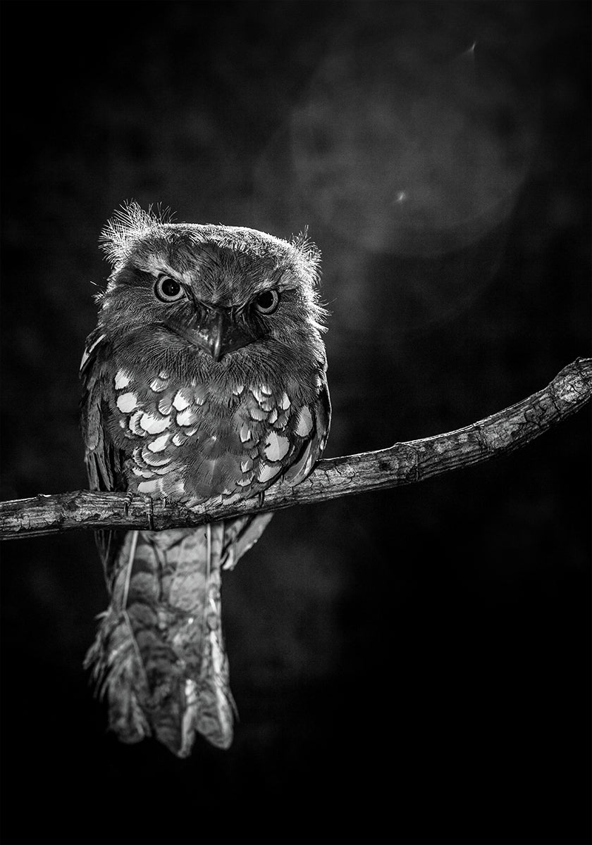 Alone in the night Plakat