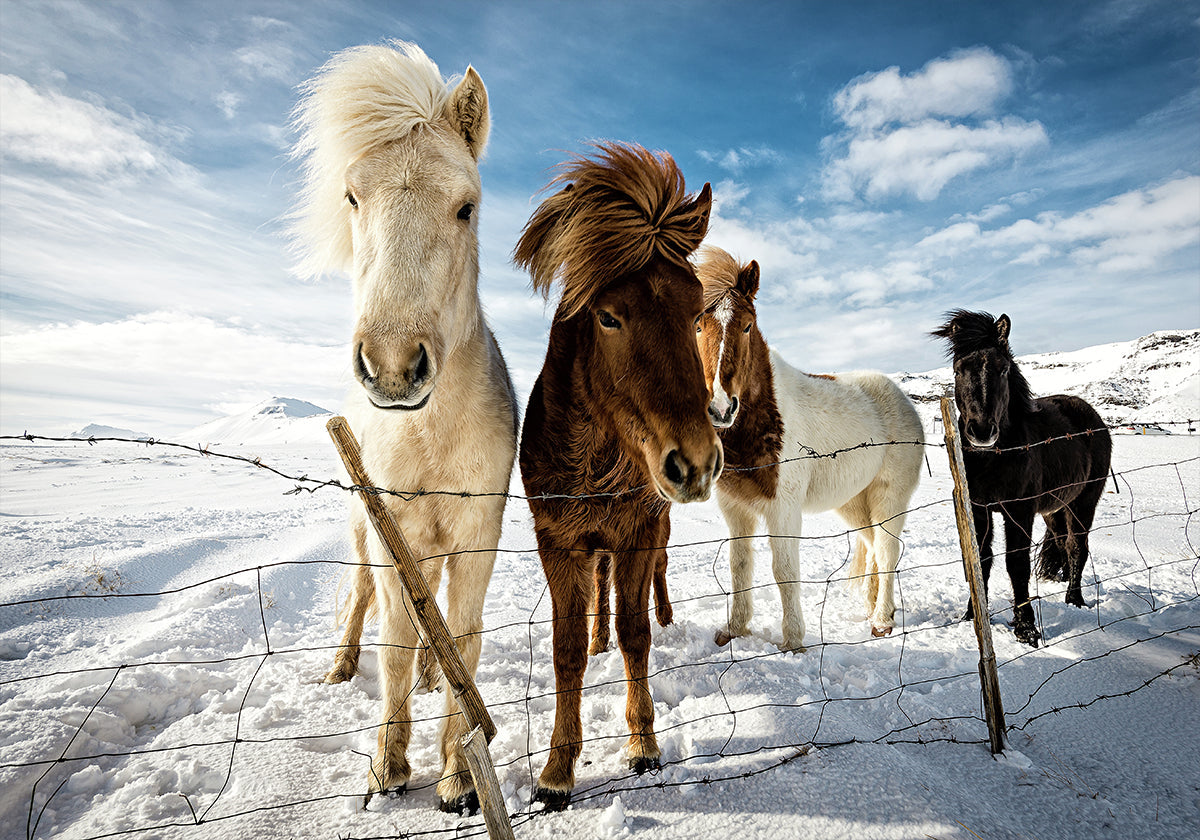 Icelandic Hair Style