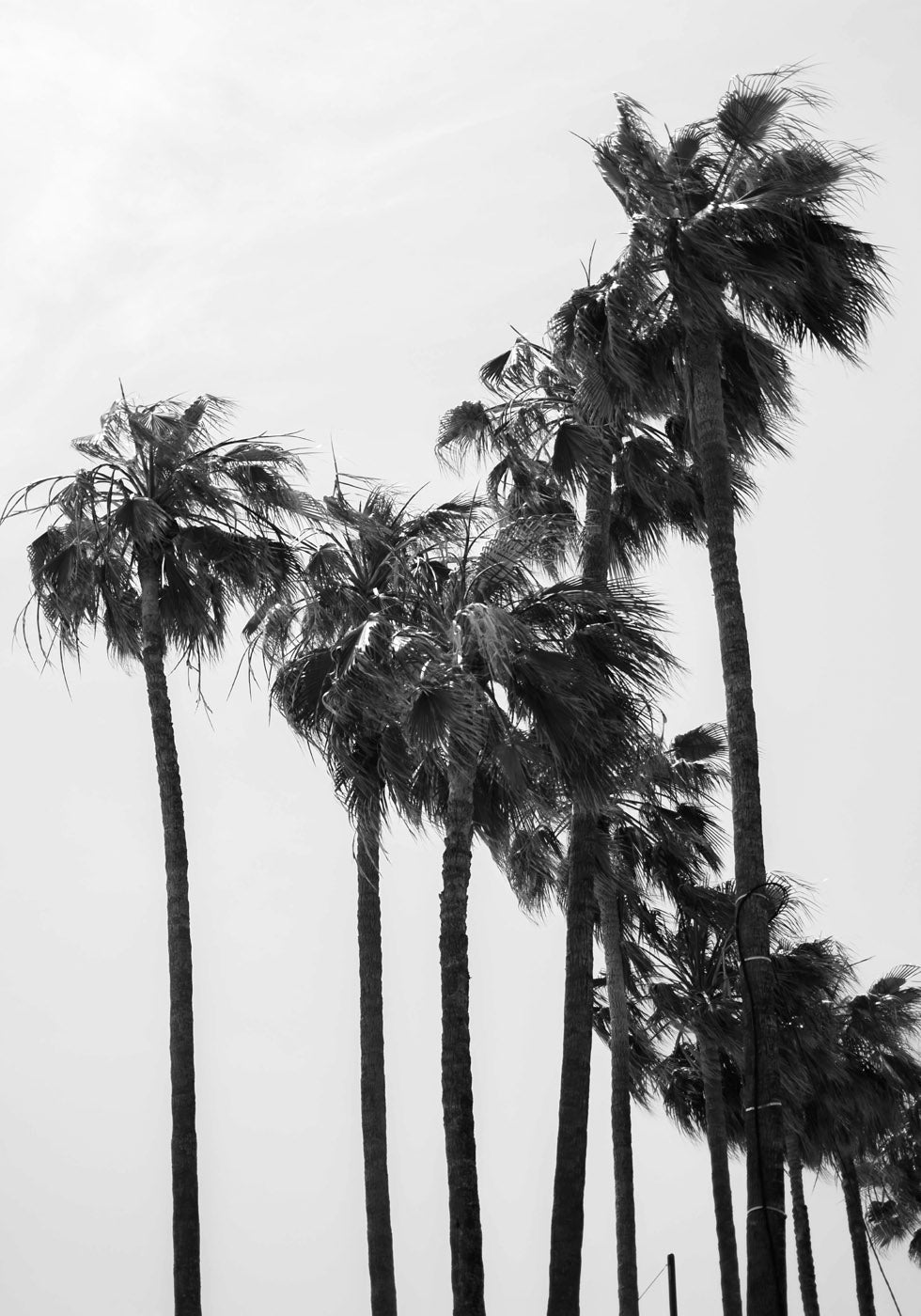 California Palm Trees Plakat - Posterbox.no