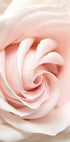 Rose Flower Plakat - Posterbox.no