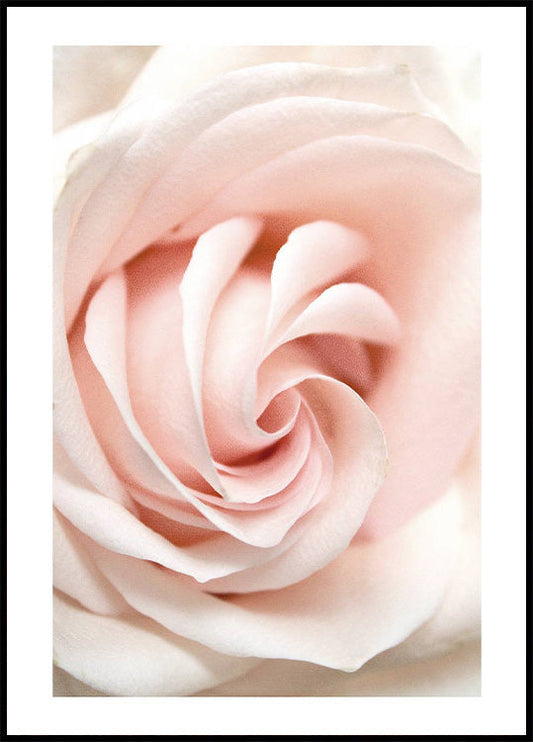 Rose Flower Plakat - Posterbox.no