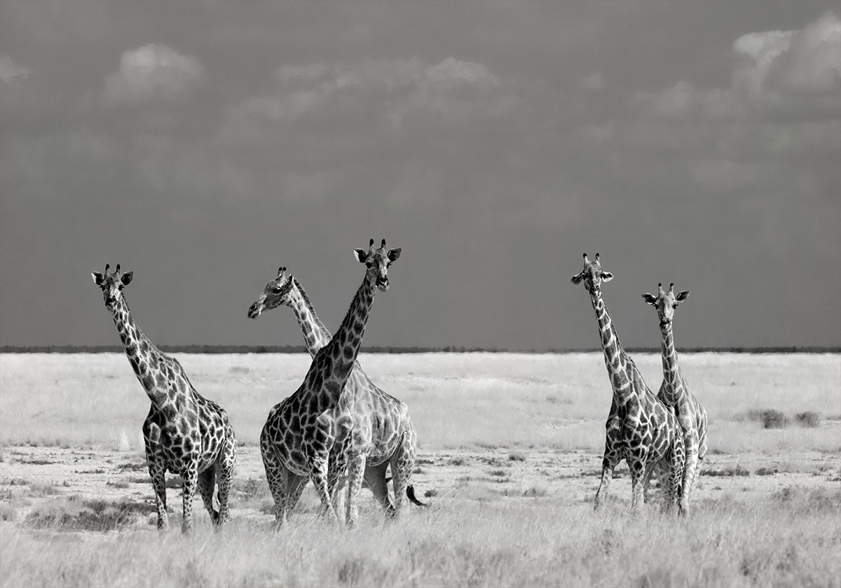 Look Girl Strange Animals Plakat