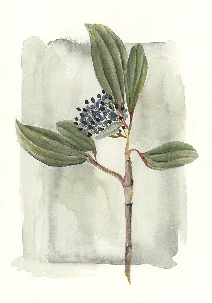 Viburnum davidii Plakat