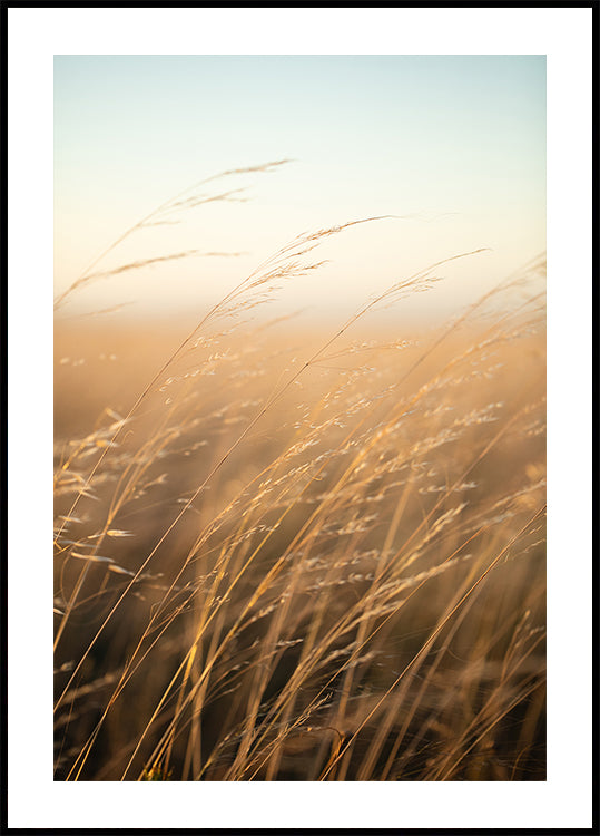 Golden Prairie Grass Plakat