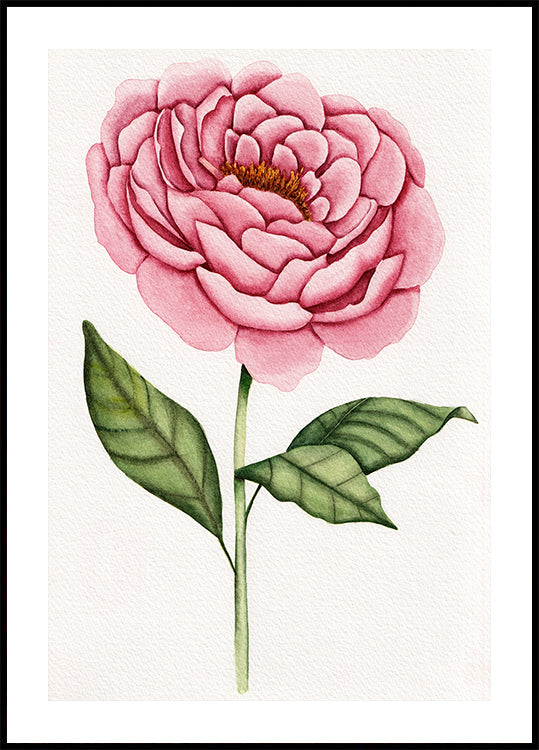 01 Peonie Salomebiermanillustration Plakat