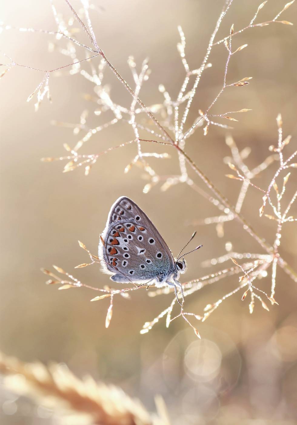 Icarus Butterfly On Sunshine Plakat - Posterbox.no