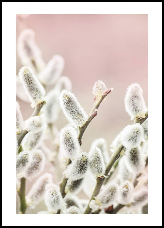 Willow Branches Plakat - Posterbox.no