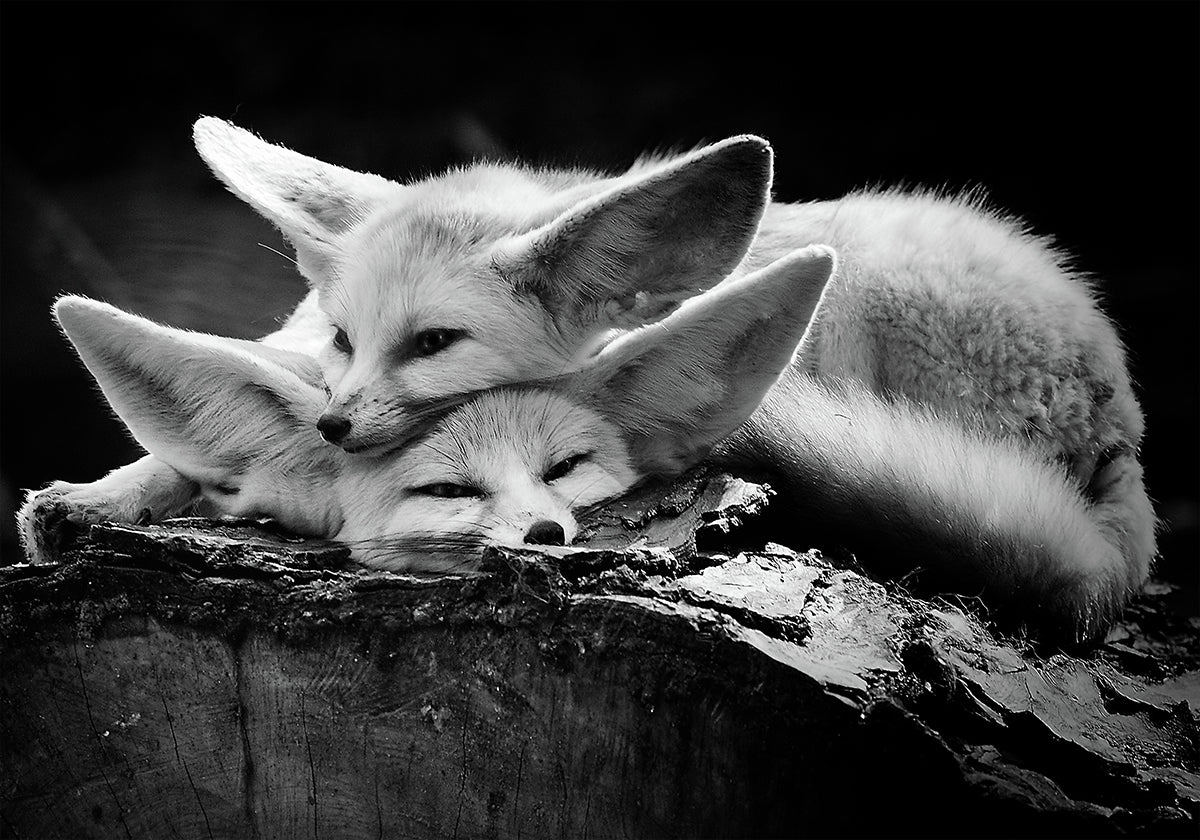 The happy couple Plakat