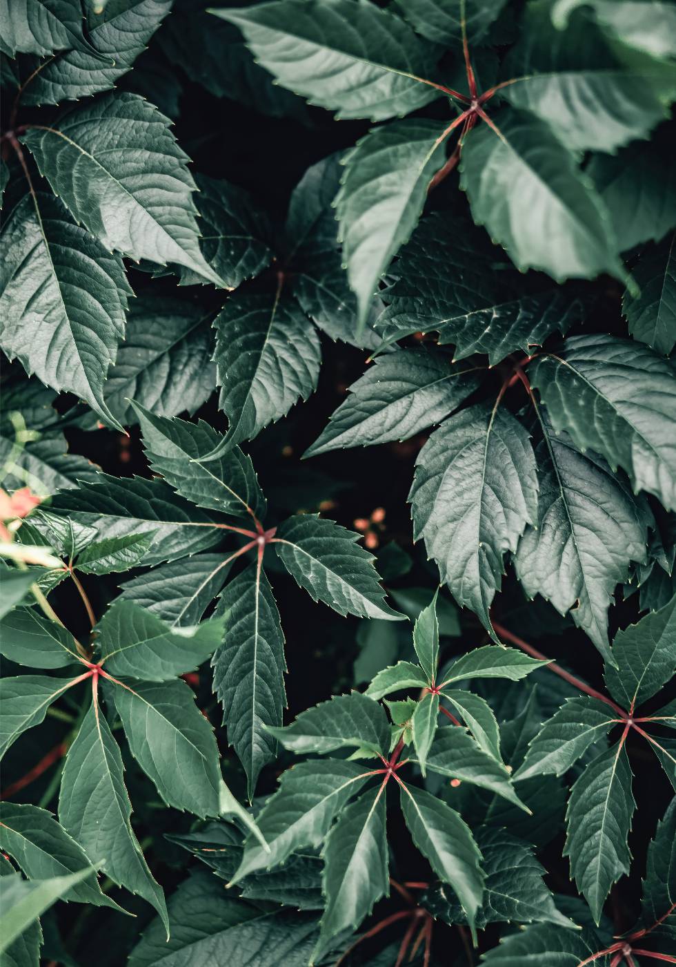 Wild Green Leaves Plakat - Posterbox.no