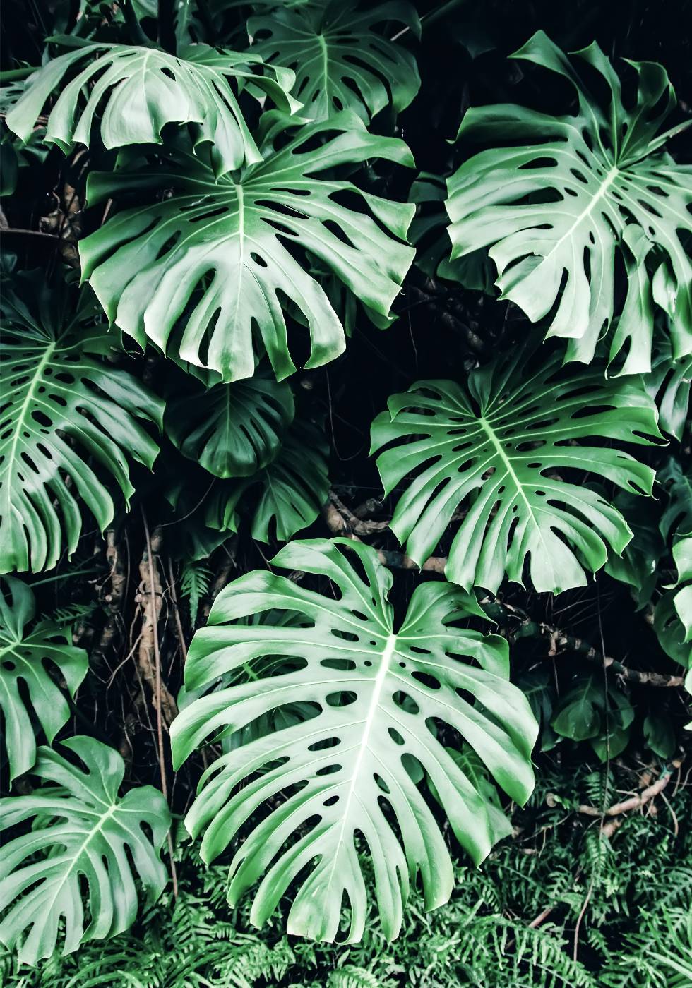 Green Monstera Leaves Plakat - Posterbox.no