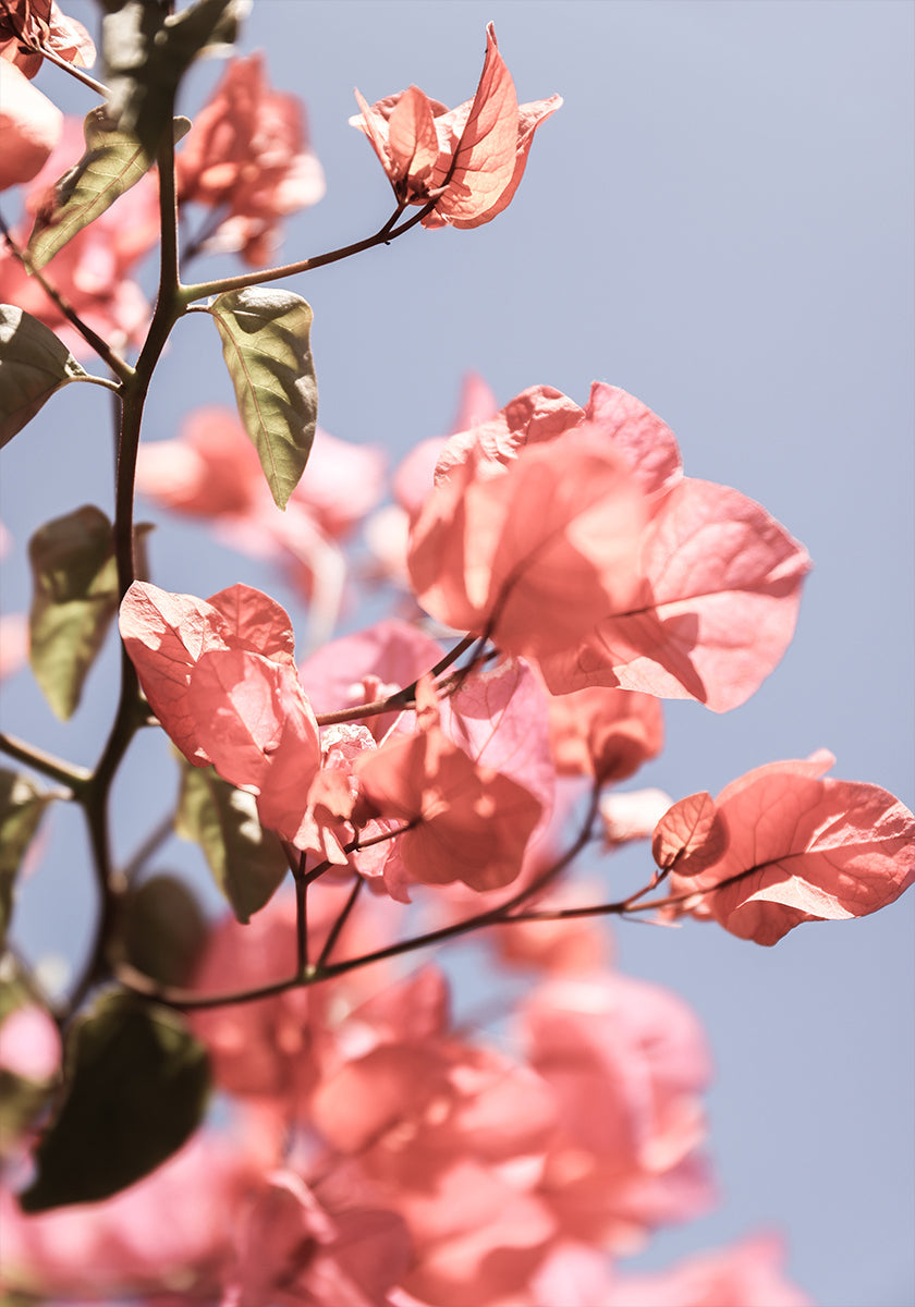 Blossoms in Breeze Plakat