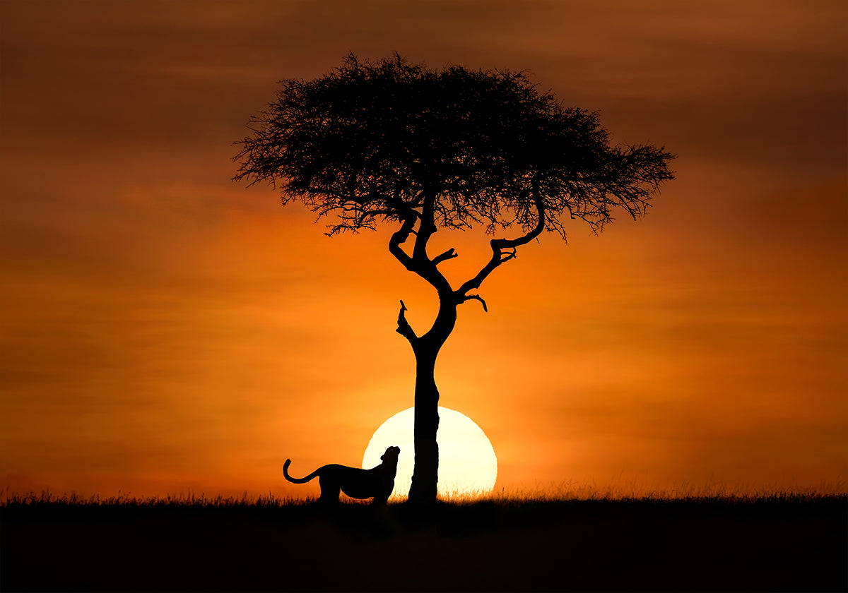 Cheetah at dawn Plakat