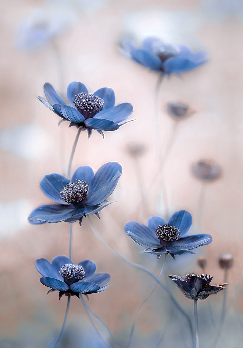 Cosmos blue Plakat