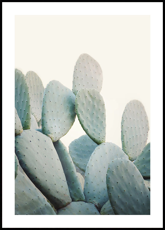 Pastel Cacti Plakat