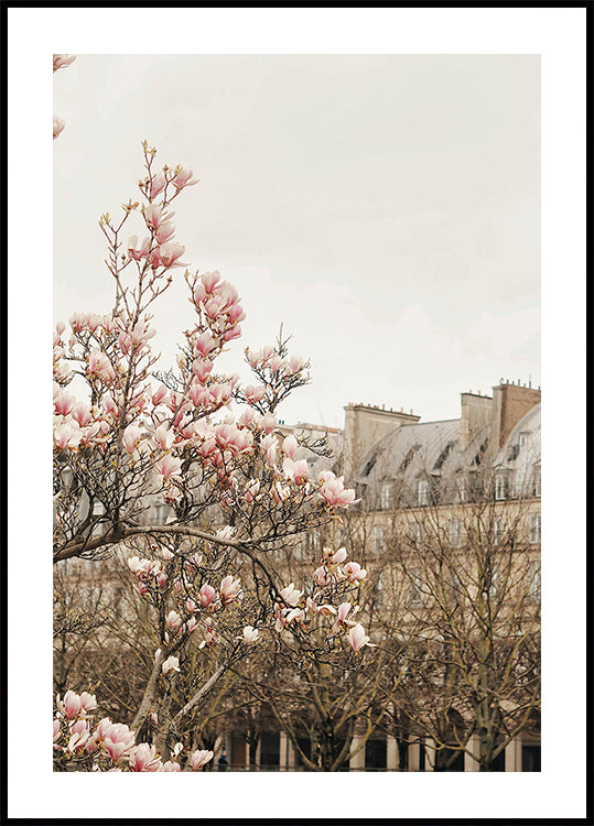 Parismagnoliaii Ratioiso Plakat