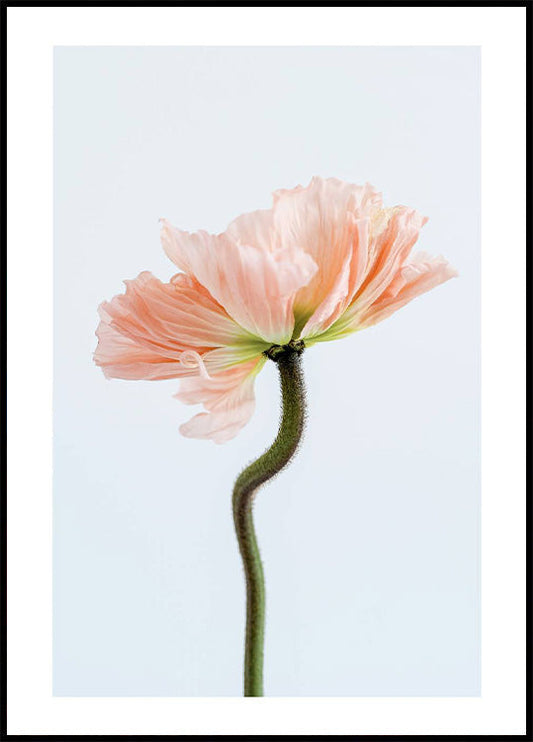 Peachy Poppy Flower Plakat - Posterbox.no