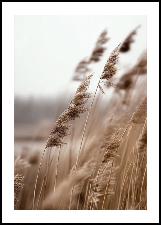 Golden Grass in Warm Breeze Plakat