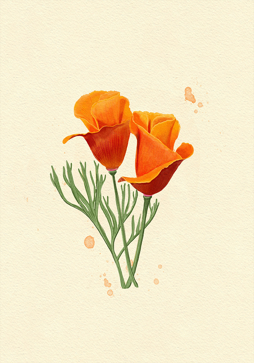 California Poppy Plakat