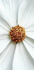Daisy Close-Up Flower Plakat - Posterbox.no