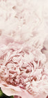 a close up of a large pink flower