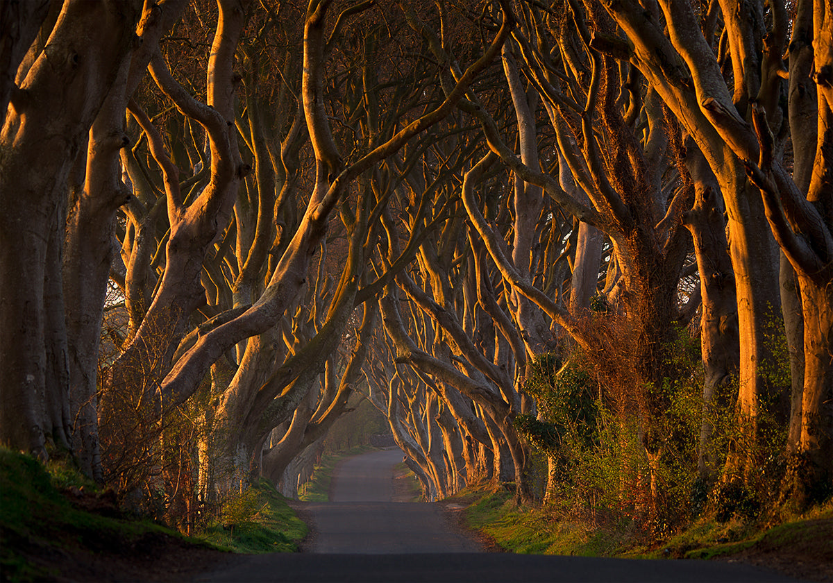 The Dark Hedges in the Morning Sunshine Plakat