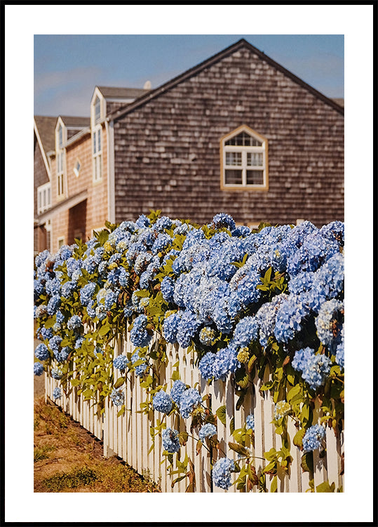 Cannon Beach Hydrangeas Plakat