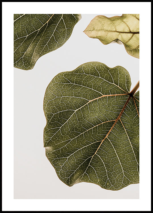 Leaf Vein Tapestry Plakat