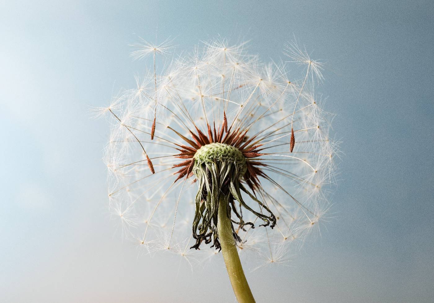 Dandelion Seeds On Wind Plakat - Posterbox.no