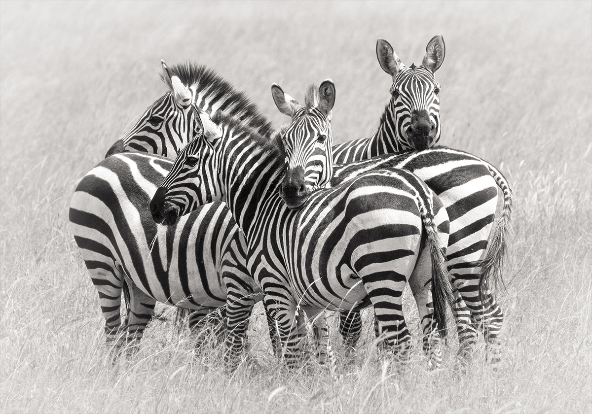 Zebras Plakat